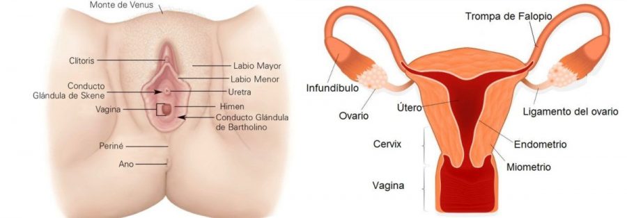 Genitales femeninos externos e internos