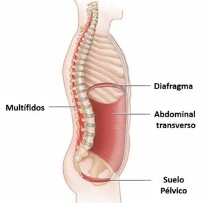 El core transverso, multífidos, diafragma y suelo pélvico