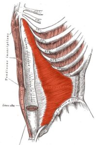 Transverso suelo pelvico