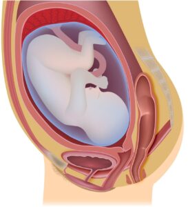 Ejercicios suelo pelvico embarazadas