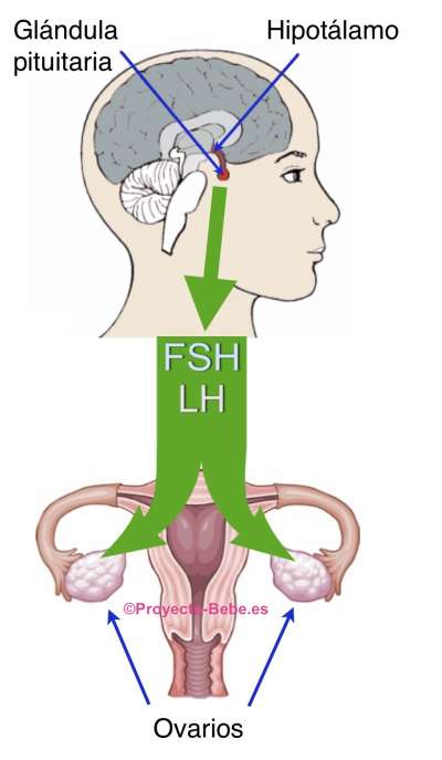 Osteopatía embarazo y menstruación